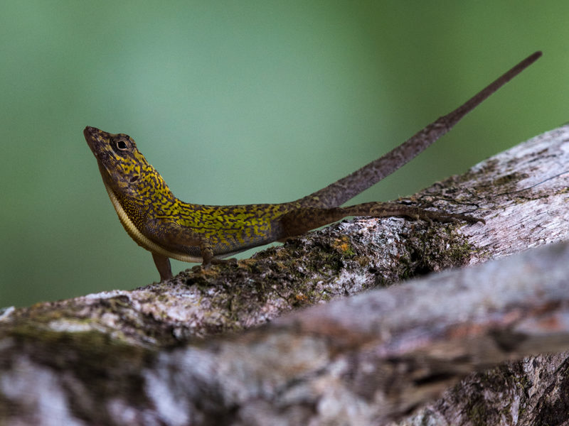 Anolis allogus © Jehovanny Rodriguez