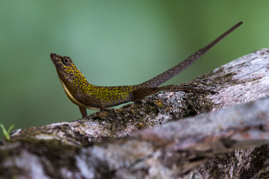 Anolis allogus © Jehovanny Rodriguez