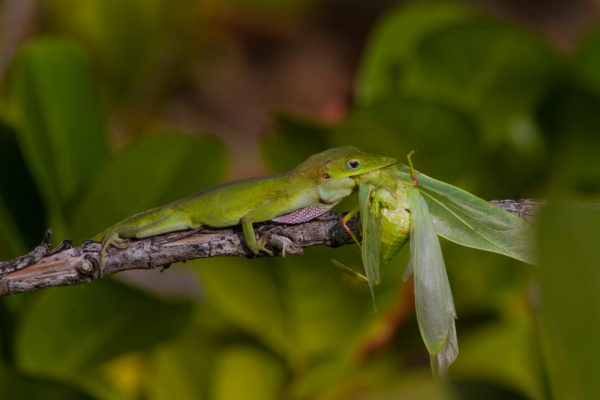 Anolis porcatus © Raimundo López-Silvero