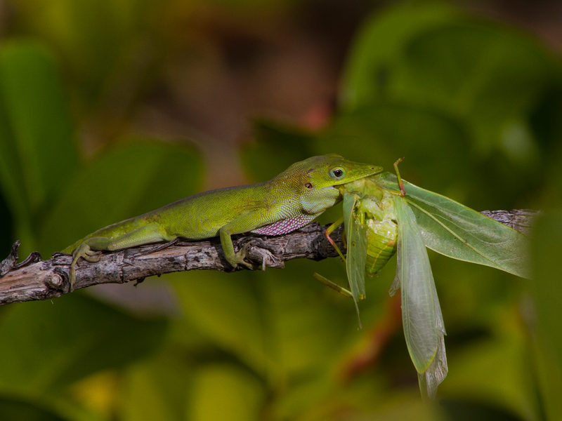 Anolis porcatus © Raimundo López-Silvero