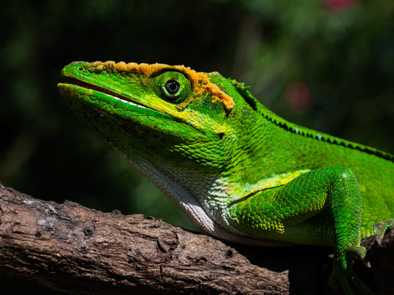 Anolis equestris © Raimundo López