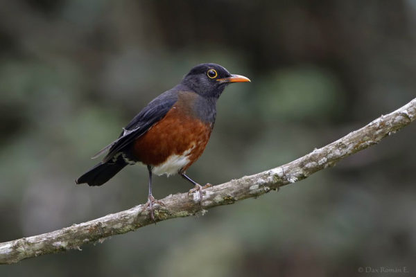 Turdus swalesi © Dax Roman E