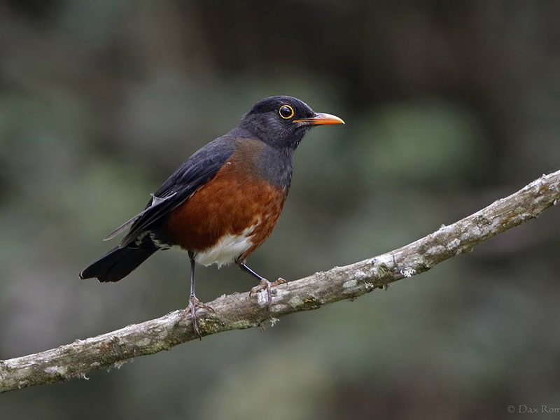 Turdus swalesi © Dax Roman E