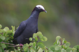 Patagioenas leucocephala © Anthony Levesque