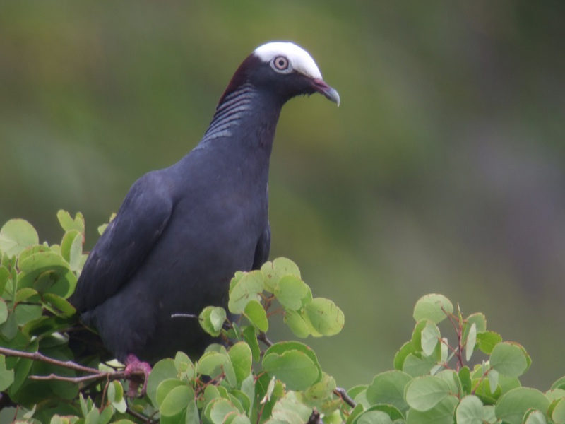 Patagioenas leucocephala © Anthony Levesque