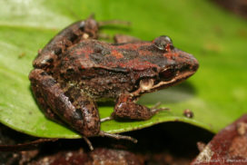 Leptodactylus fragilis © Josiah Townsend