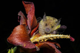 Phyllonycteris poeyi © Raimundo López-Silvero