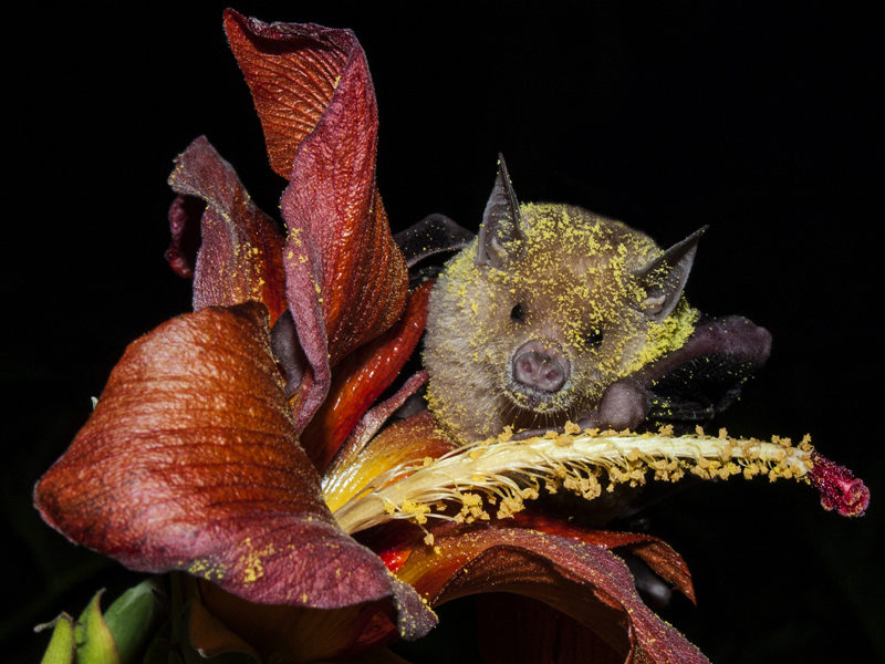 Phyllonycteris poeyi © Raimundo López-Silvero