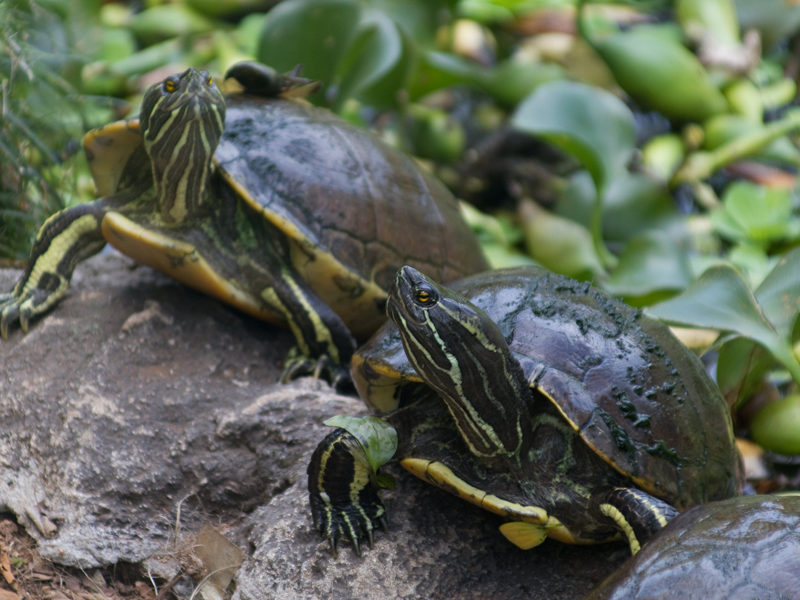 Trachemys decorata © Brian Gratwicke