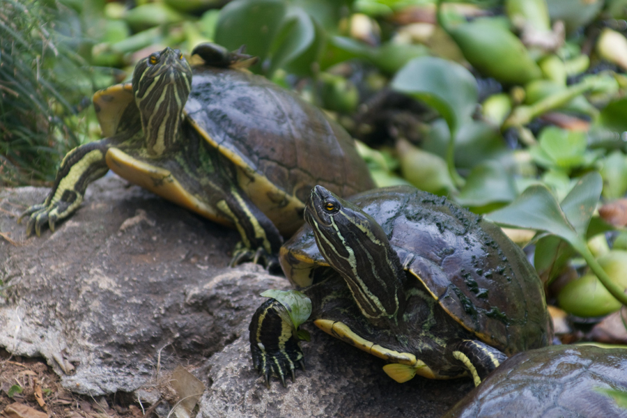 Trachemys decorata © Brian Gratwicke