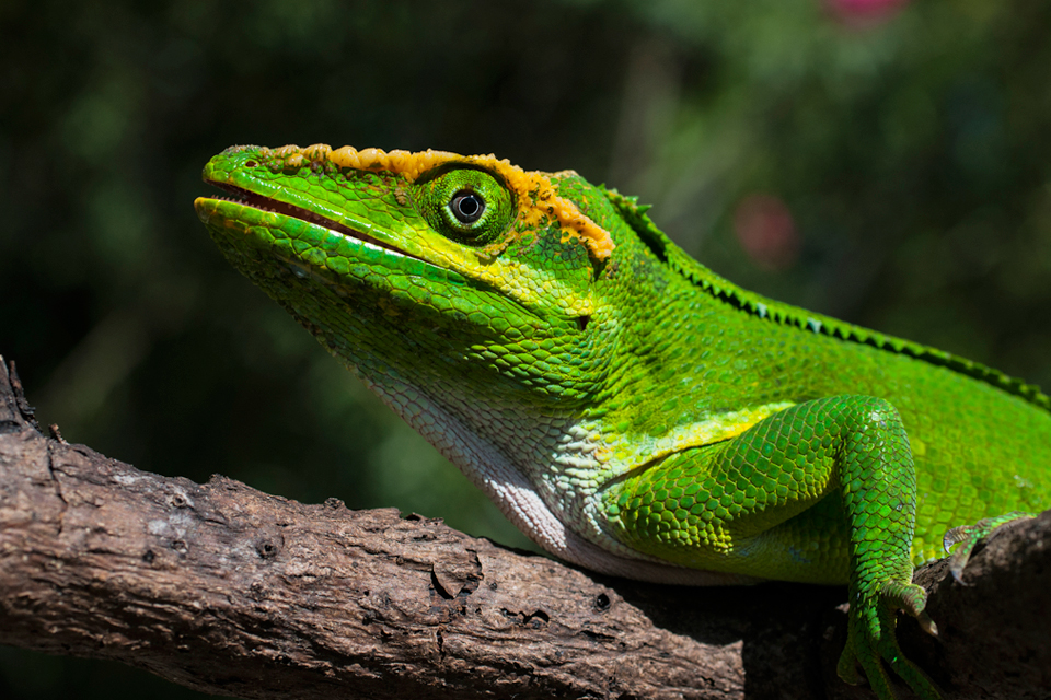 Anolis equestris © Raimundo López-Silvero