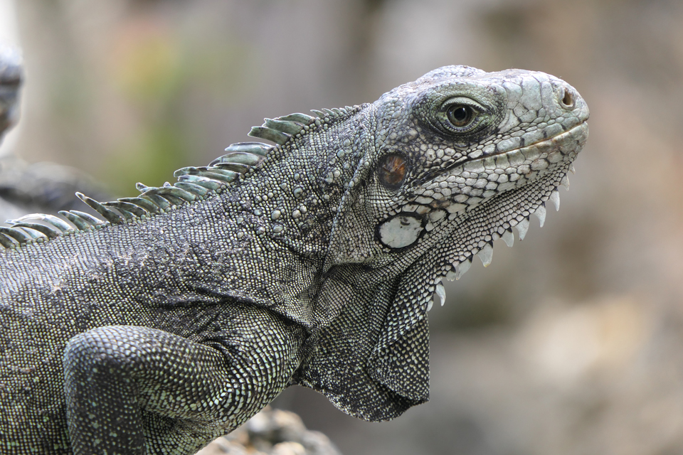 Iguana iguana