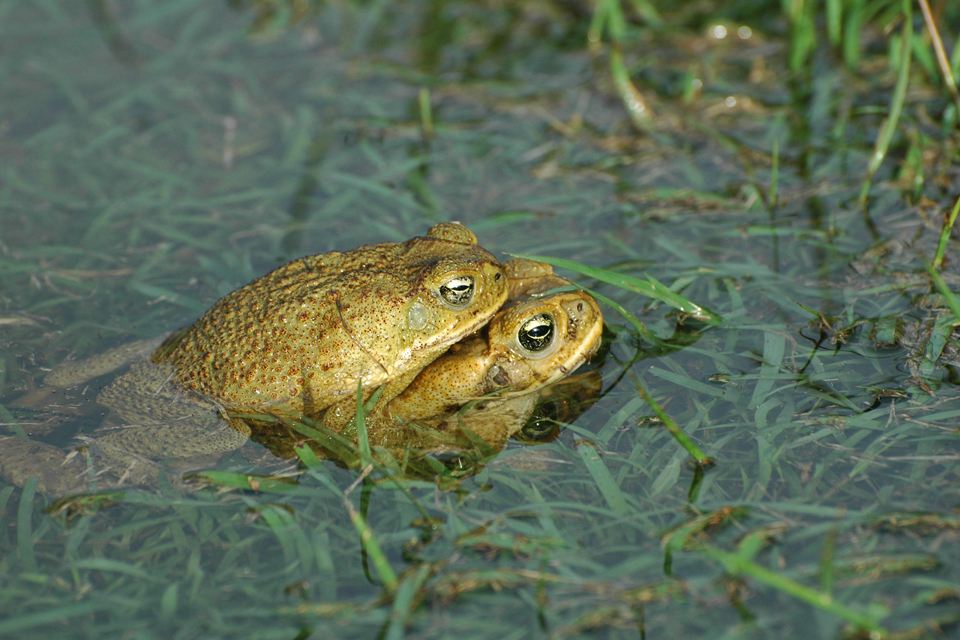 Bufo marinus