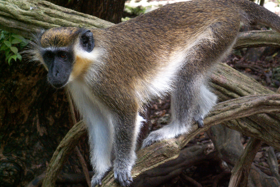 Cercopithecus aethiops sabaens