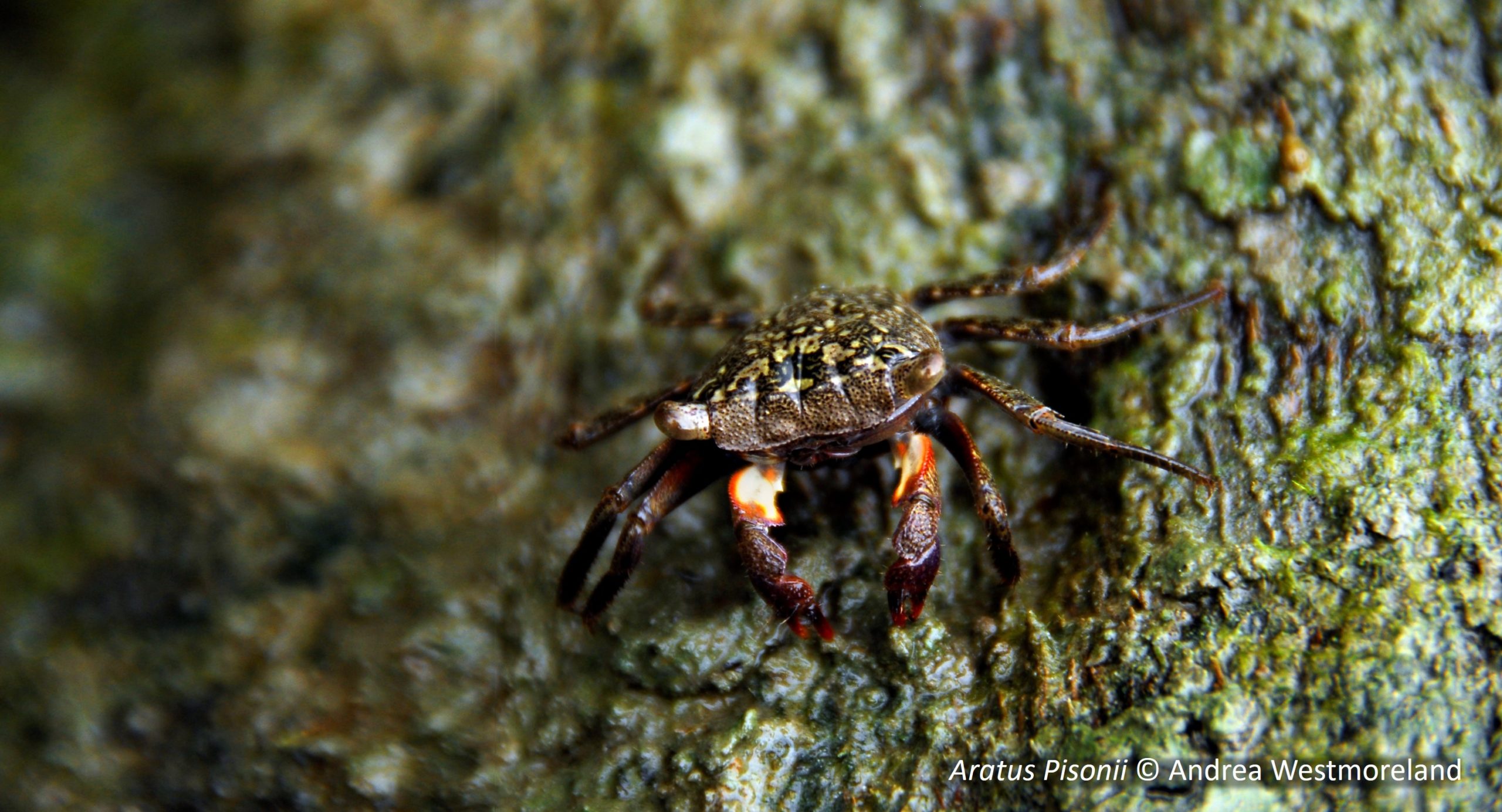 Mangrove crabs and bacteria: a symbiosis on the gills - Caribaea Initiative