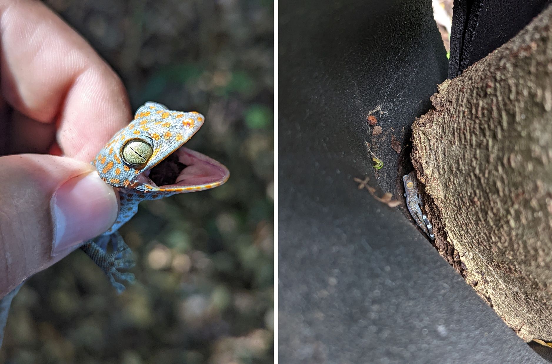 Gecko Rarotonga Turtles and geckos: a mission with a double challenge in Martinique ...