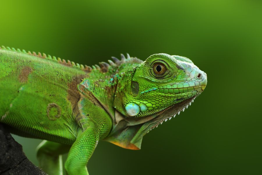 green iguana on a branch